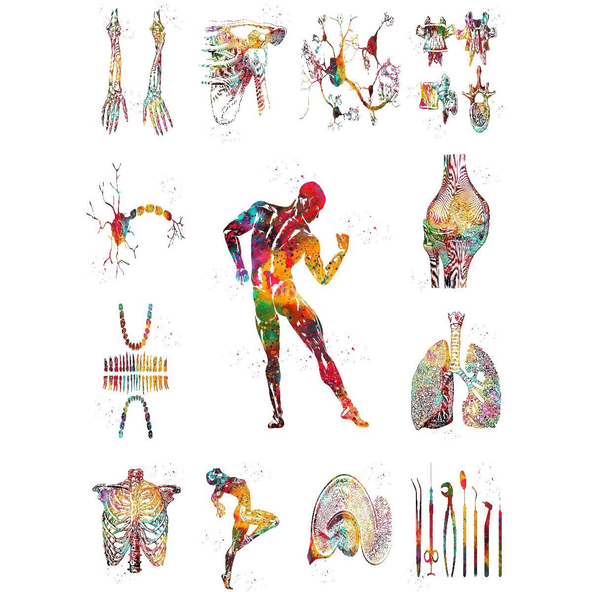 Anatomical Muscle Structure Po - Interior Design Landscape avis et prix